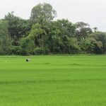 Về Quê
