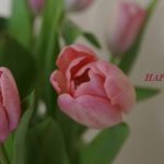 Ngày Của Mẹ 10.05.2015